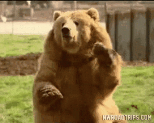 BearWavingGIF.gif